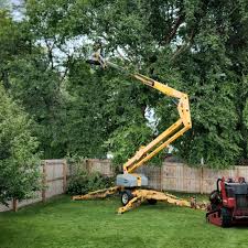 Best Tree Preservation Services  in Midland, PA