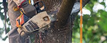 Best Tree Health Inspection  in Midland, PA