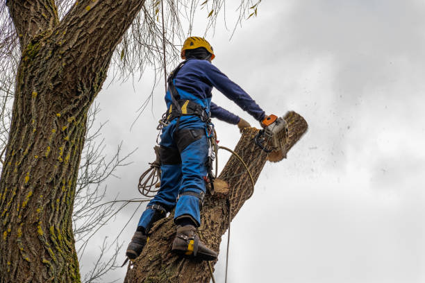 Best Fruit Tree Pruning  in Midland, PA