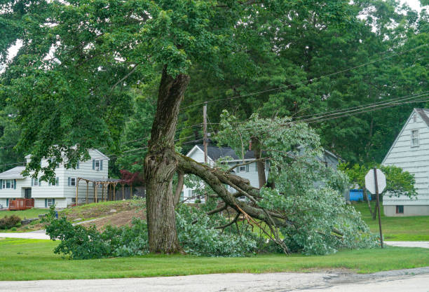 Best Tree and Shrub Care  in Midland, PA